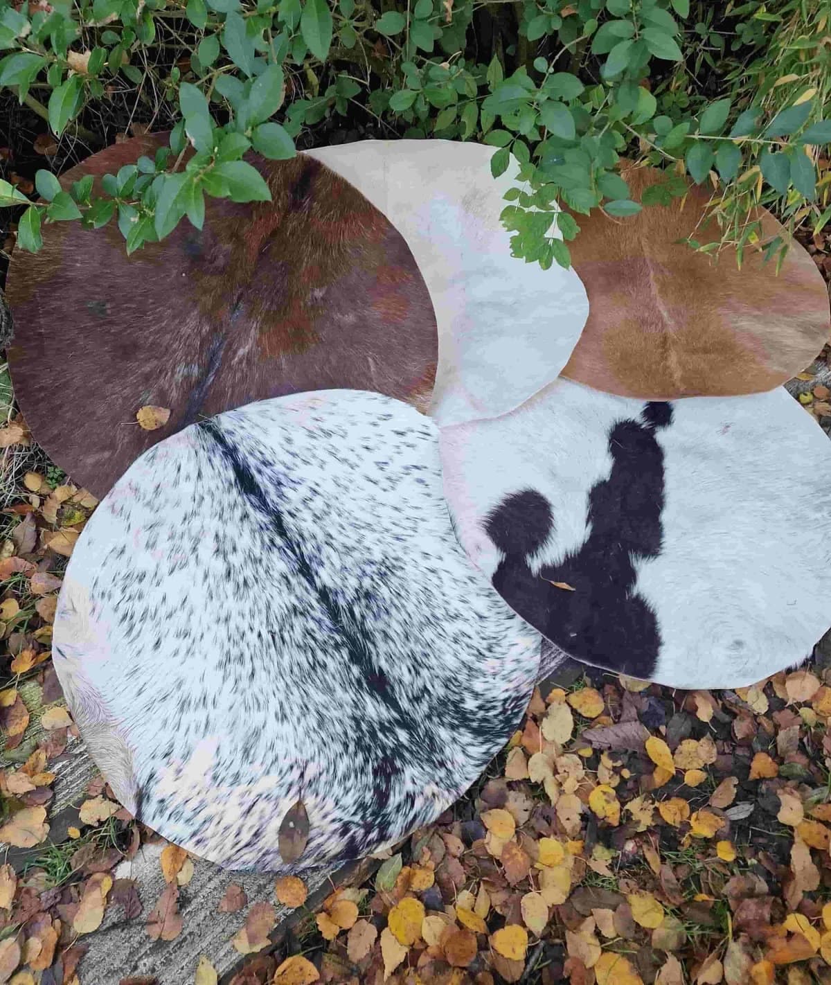 Setdeal 4 huiden plus 1 gratis - 2