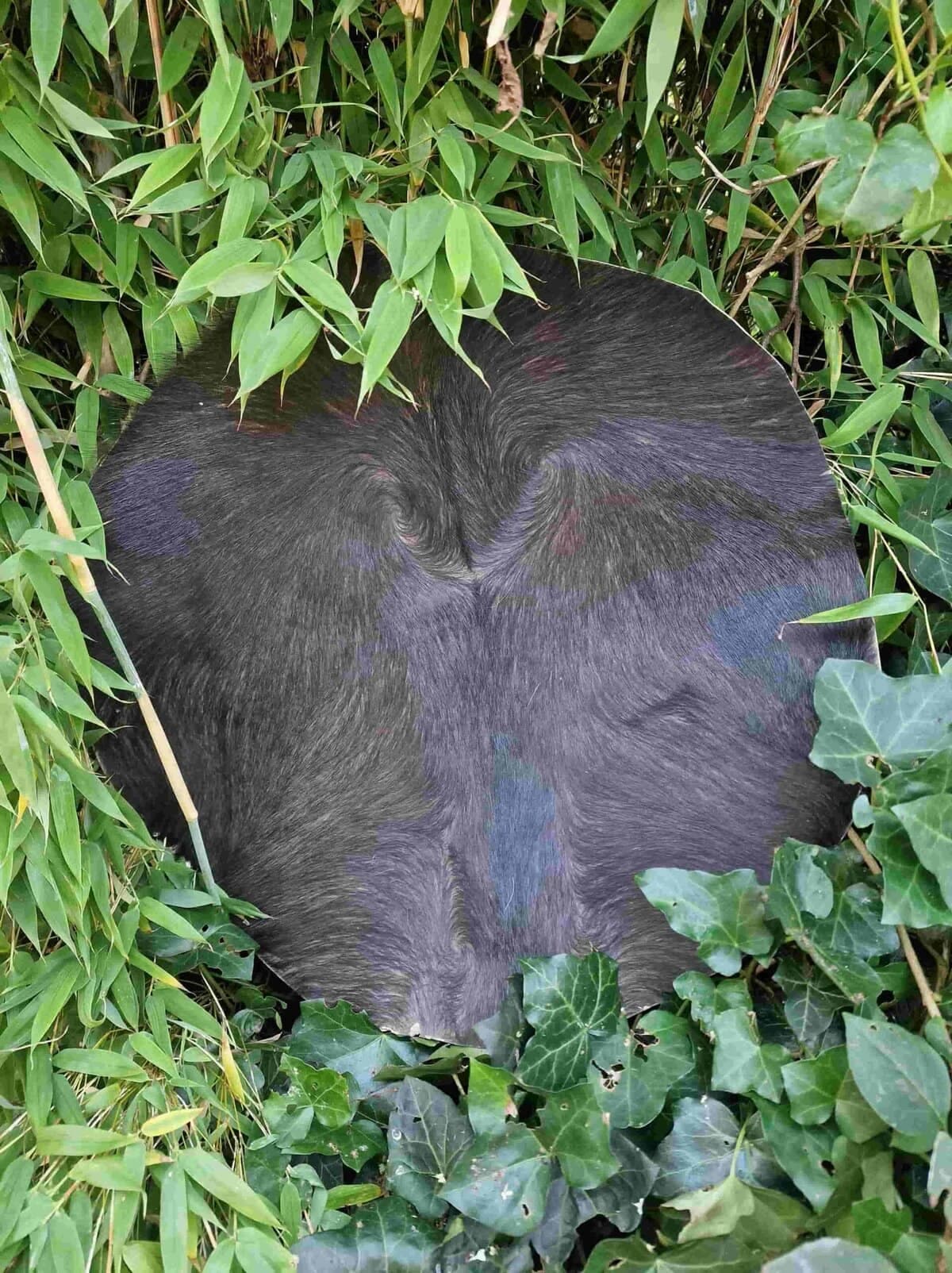 Drumvellen met haar (verscheidene diersoorten) - 3