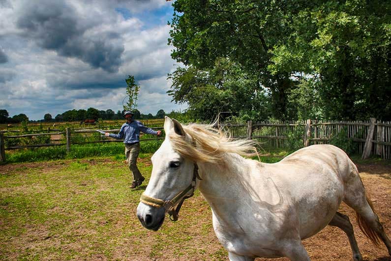 De Spirituele Betekenis van Paard in Sjamanendrums