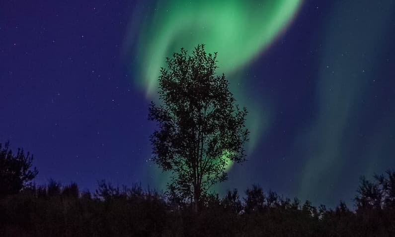 De spirituele betekenis van Rode Eik