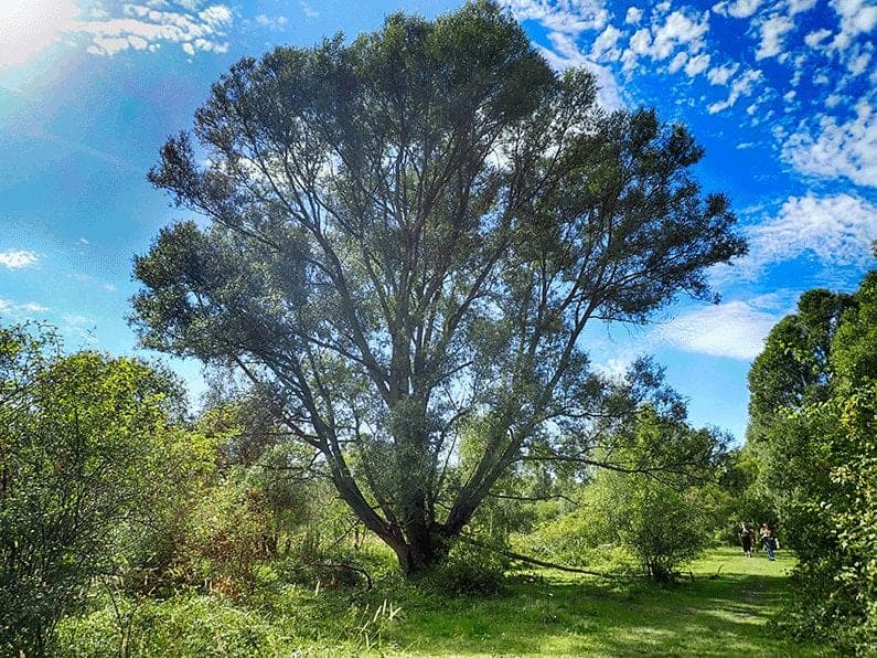 De spirituele betekenis van Wilg